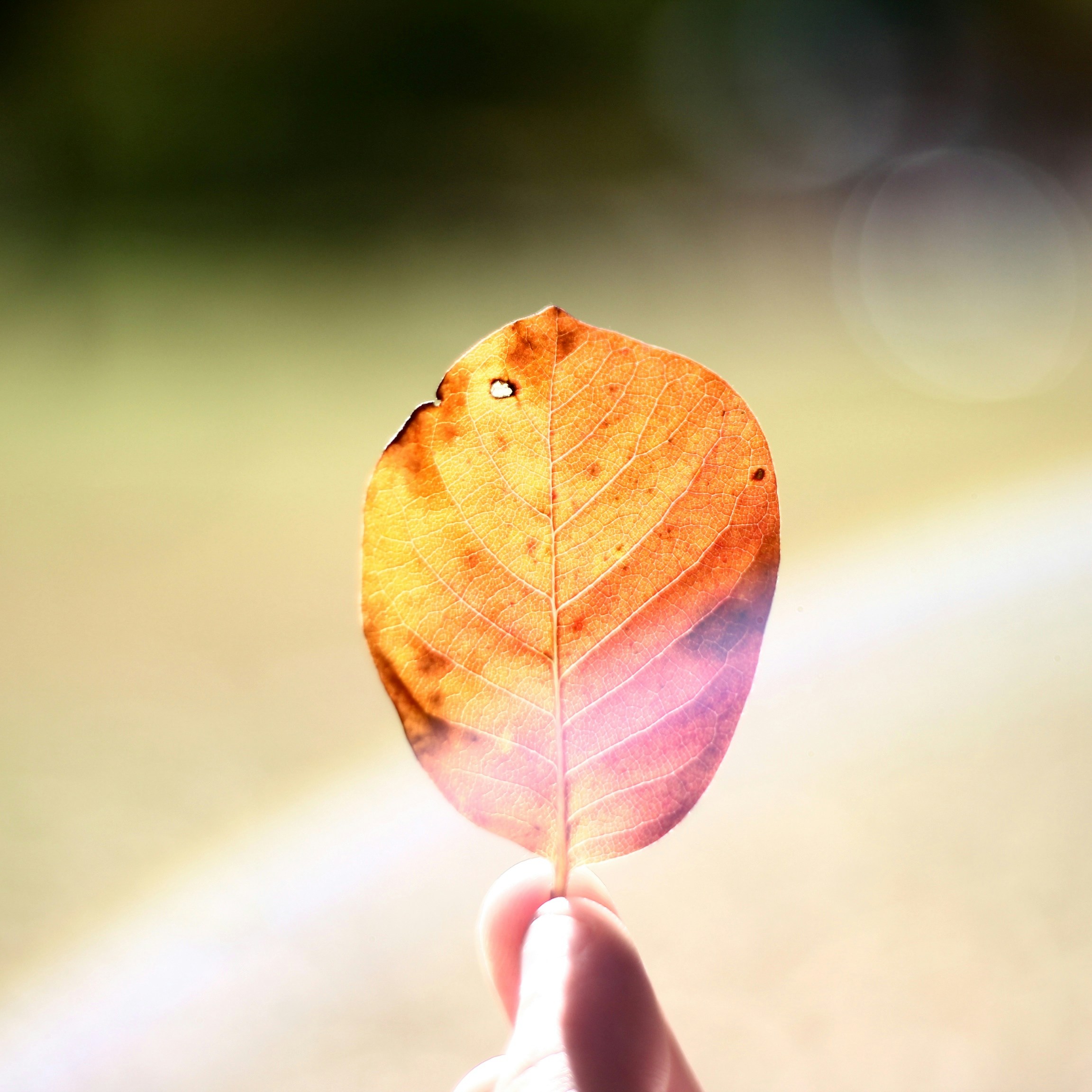 Photo by meghanschiereck