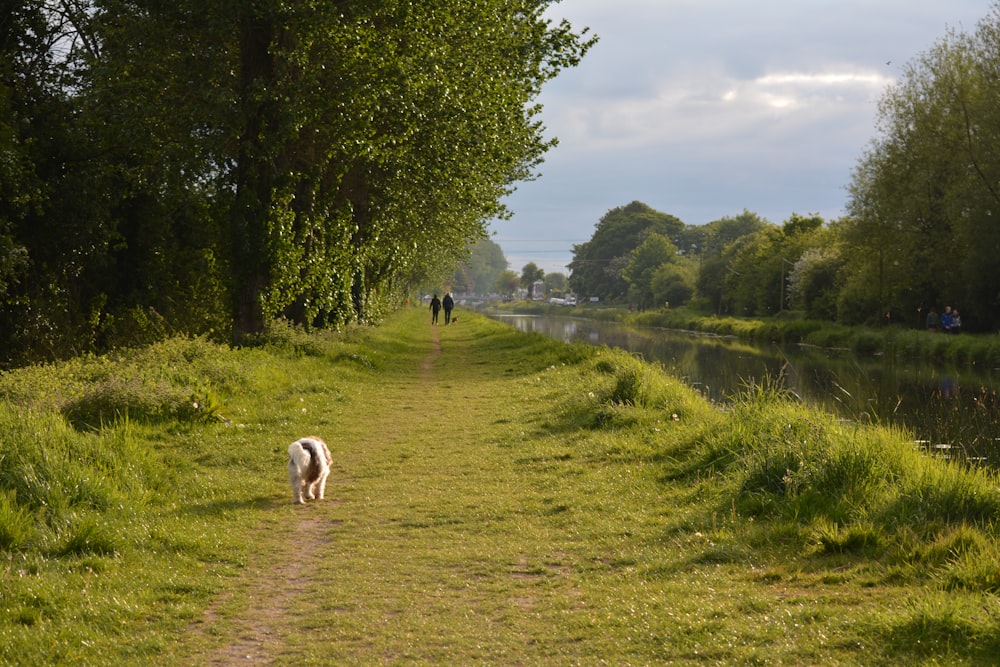 a dog walking down a path next to a river