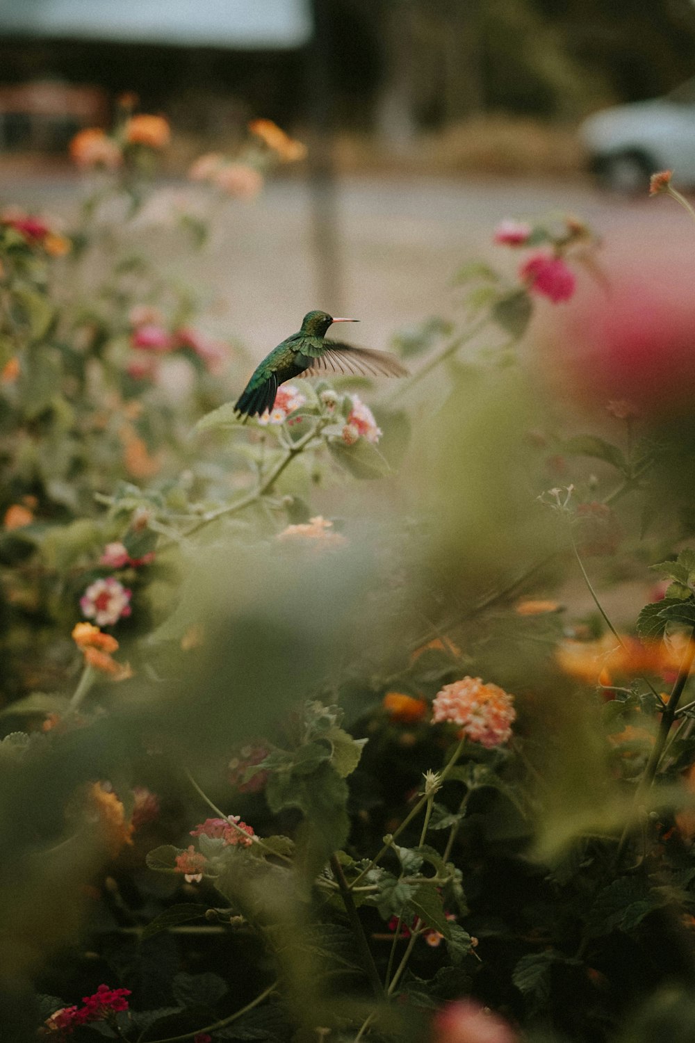 grüner Vogel fliegt über rote Blumen