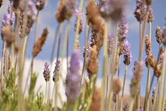 Close-up of vibrant lavender flowers under a clear blue sky.