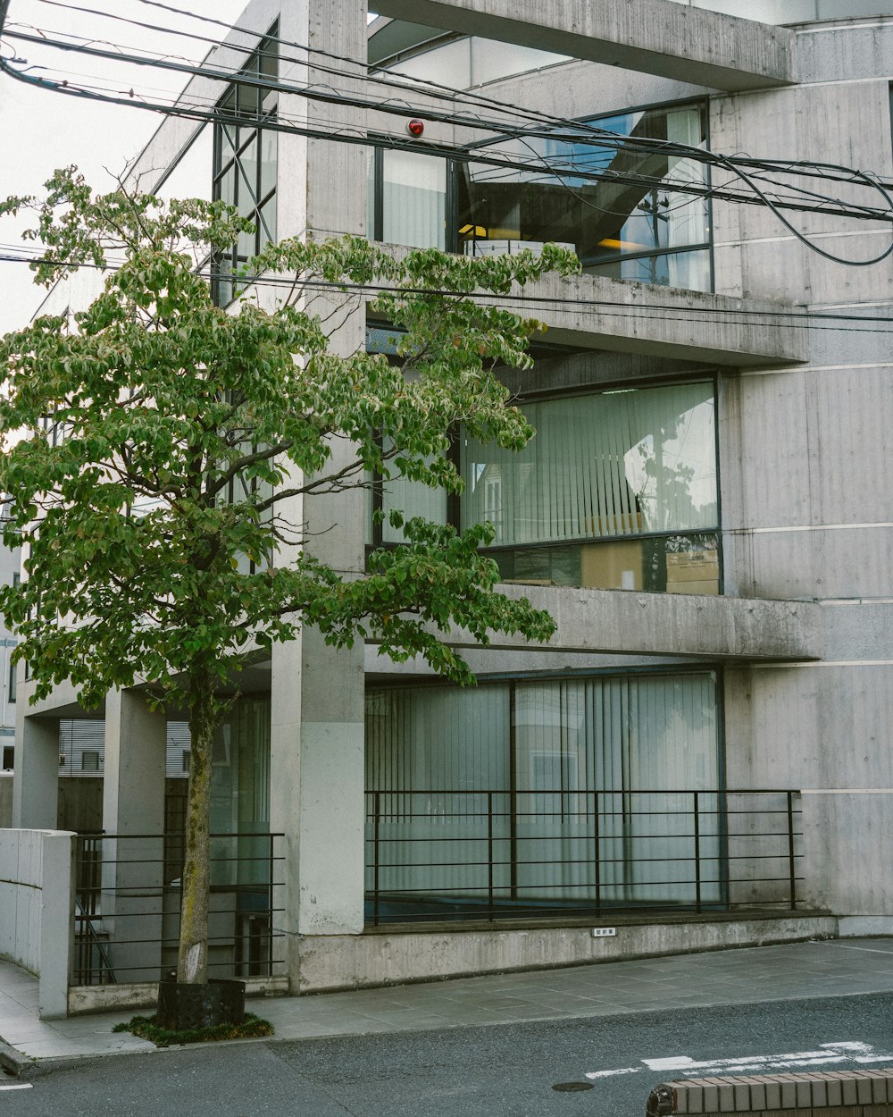 green tree beside white concrete building during daytime