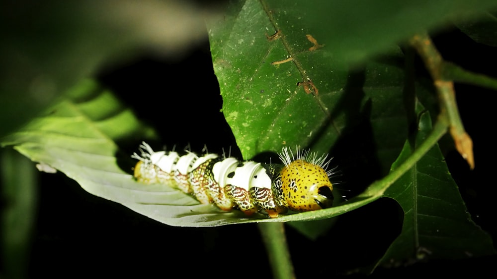 white and yellow caterpillar on green leaf