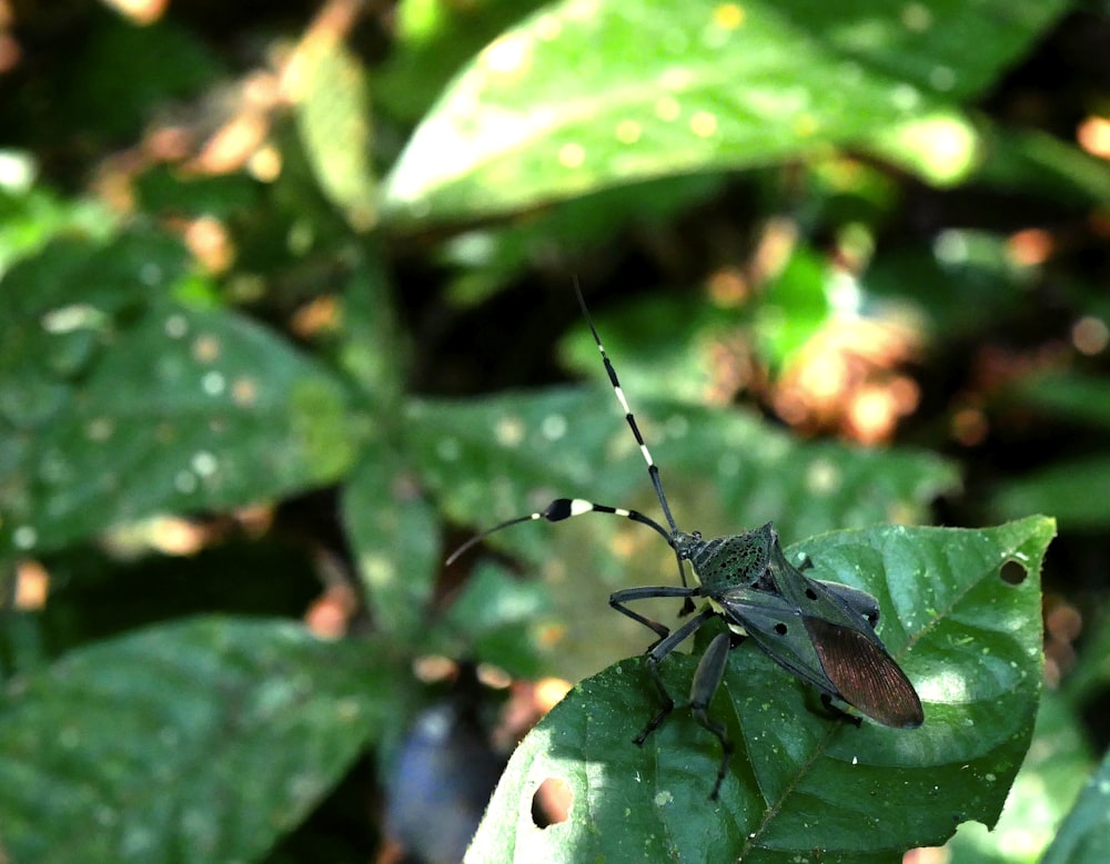 black insect on green leaf