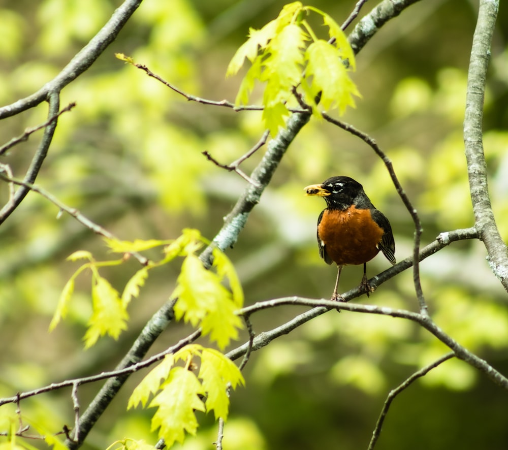 pájaro marrón y negro en la rama de un árbol durante el día