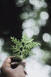person holding green pine tree