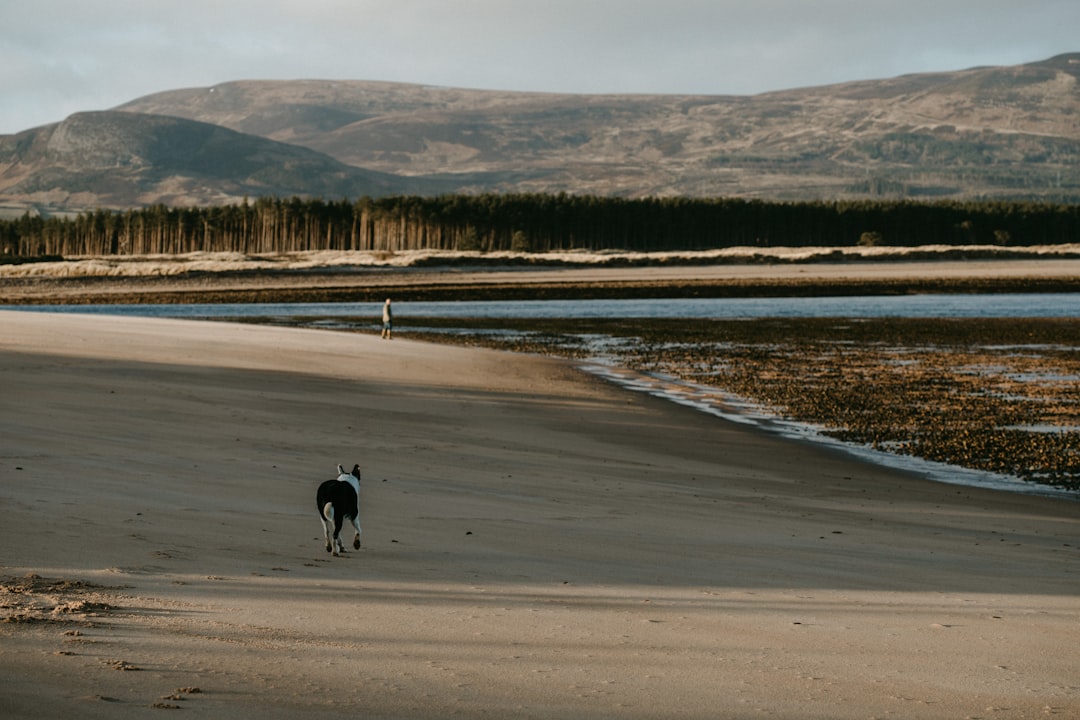 black short coat medium dog walking on gray sand during daytime