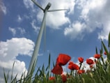 red flower under blue sky during daytime