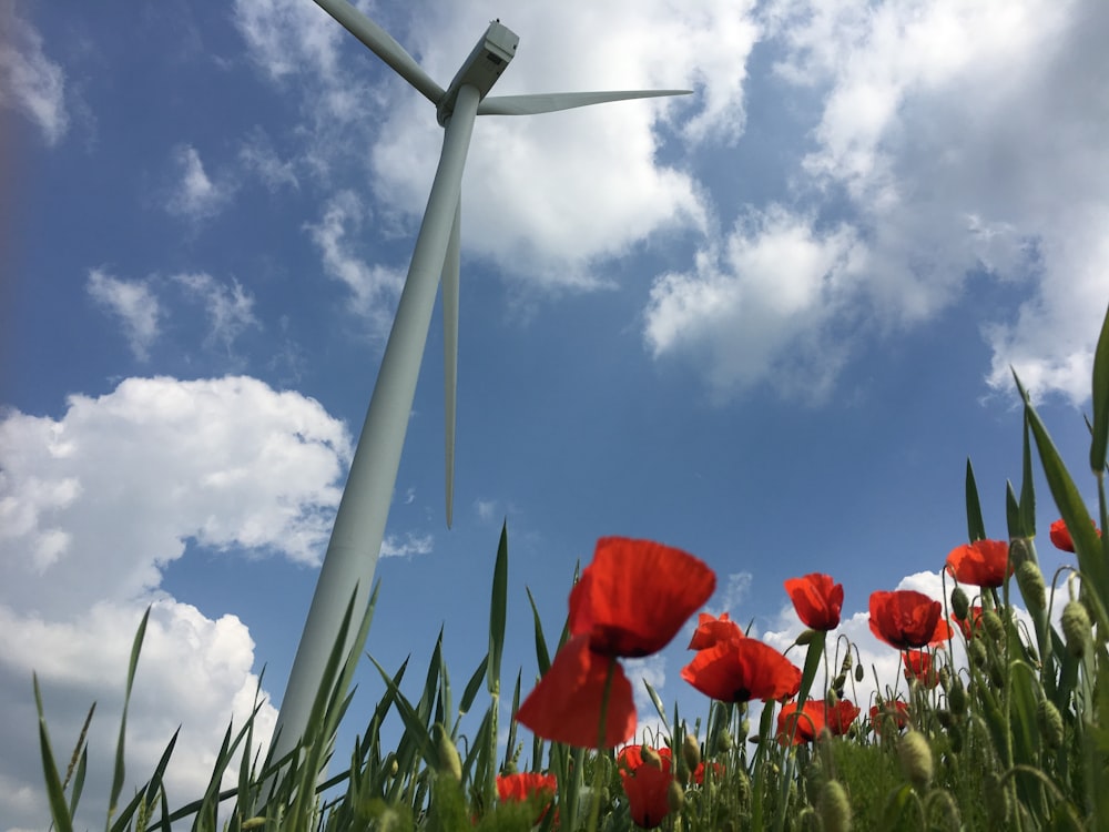 red flower under blue sky during daytime