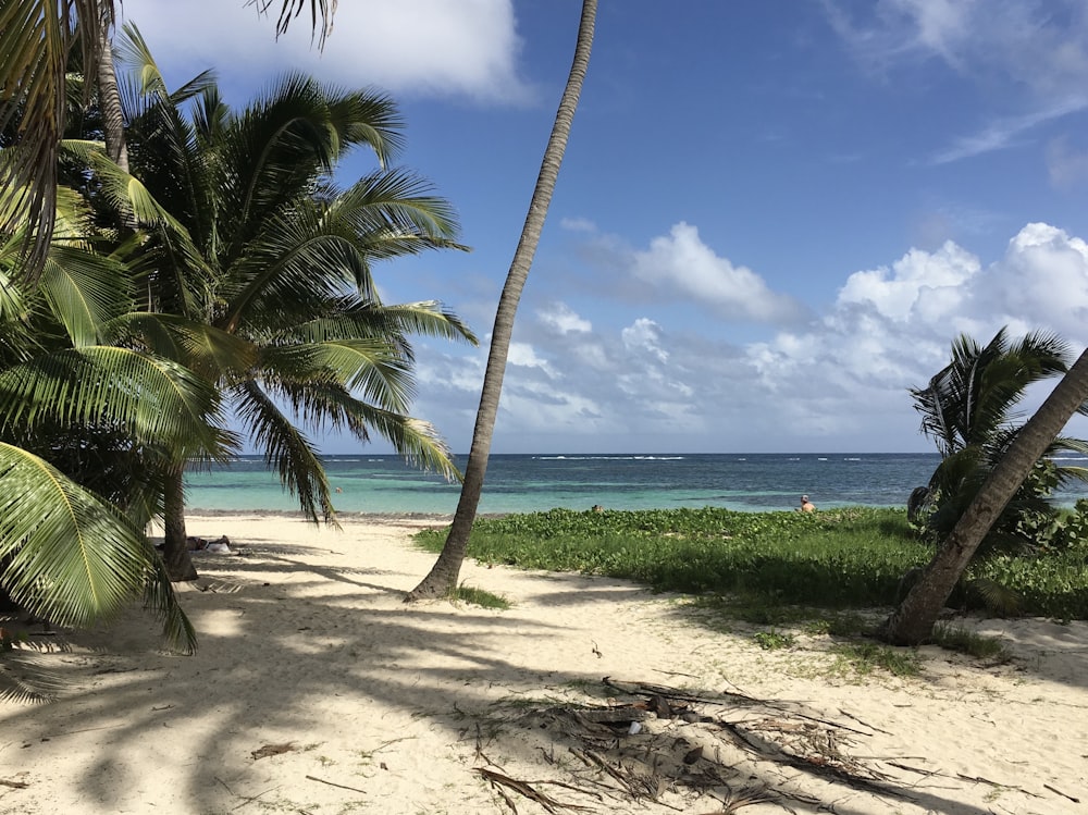 Palmera verde en la orilla de la playa durante el día