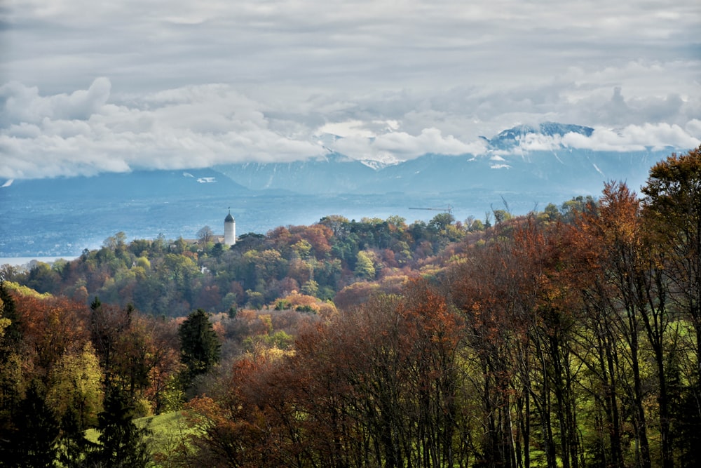 green and brown trees under white clouds during daytime