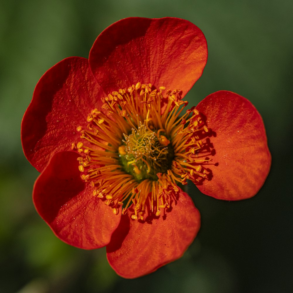 red flower in macro shot