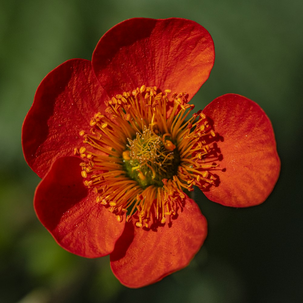 fleur rouge dans la photo macro