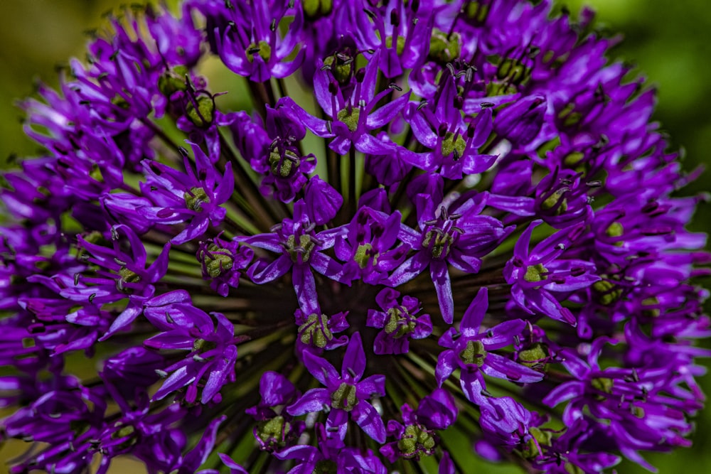 purple flower in macro shot