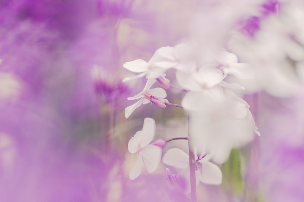 white flowers in tilt shift lens