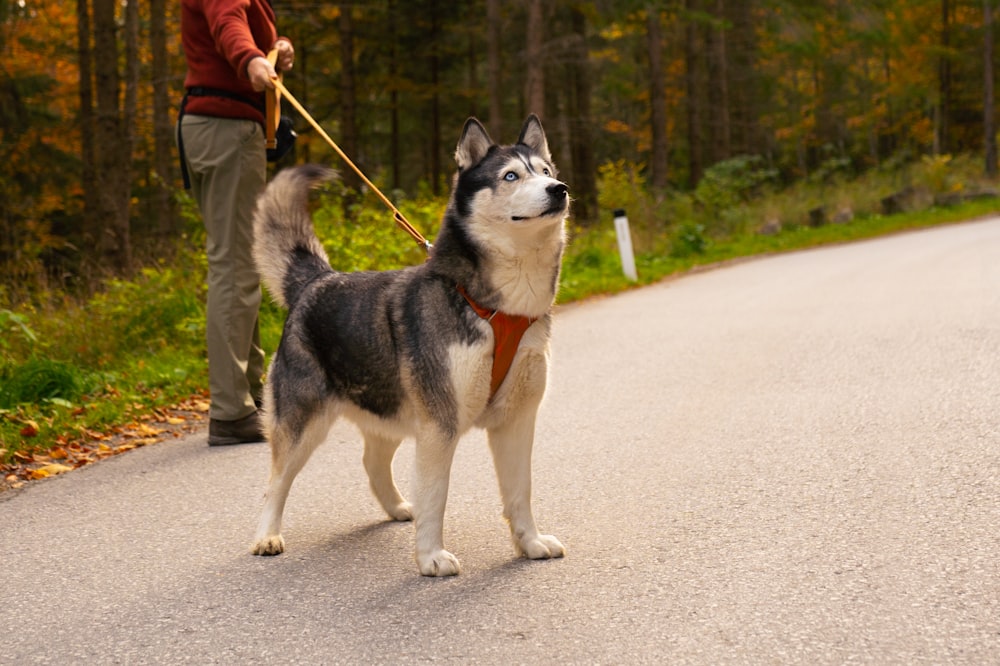 black and white siberian husky running on road during daytime