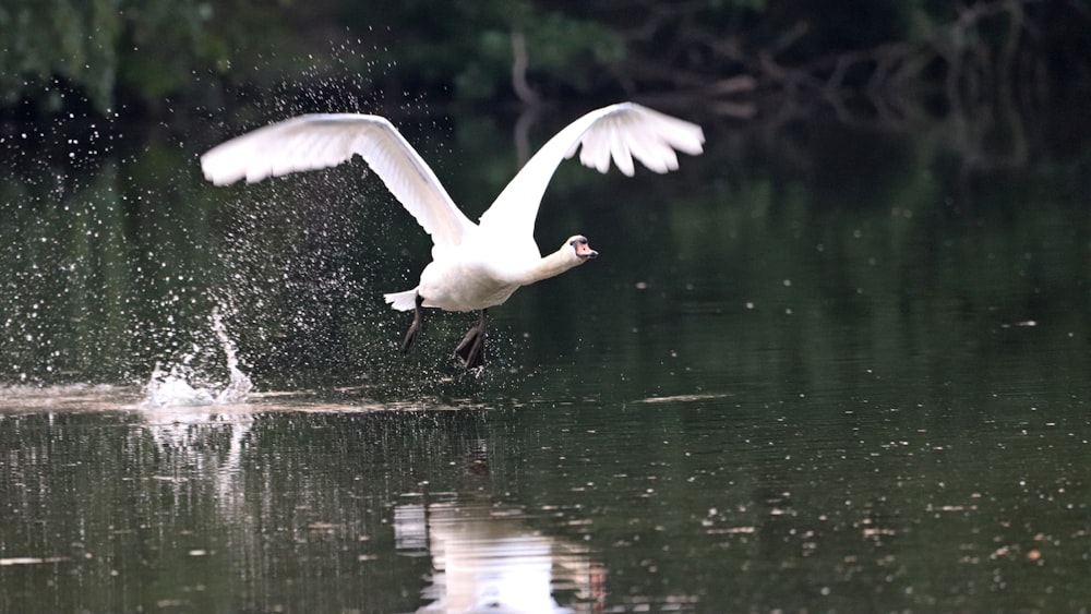 white duck on water during daytime