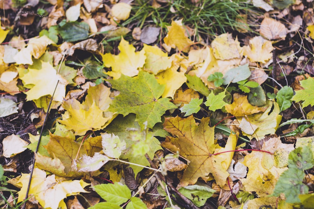 yellow and green maple leaves on ground