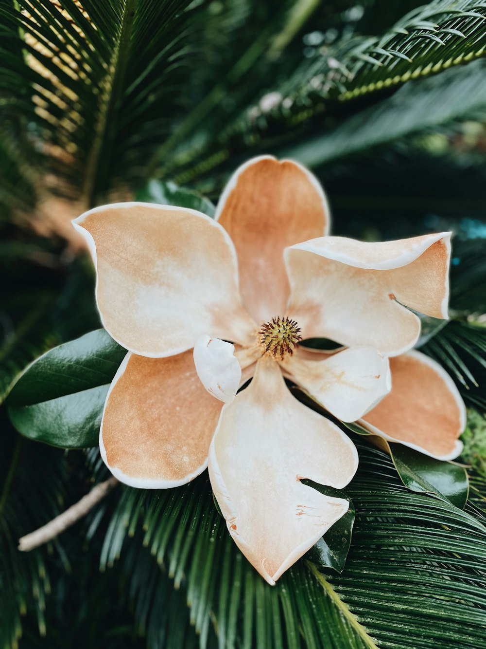 클로즈업 사진의 갈색과 흰색 꽃
