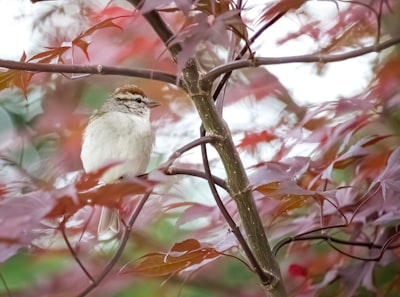white bird on brown tree branch