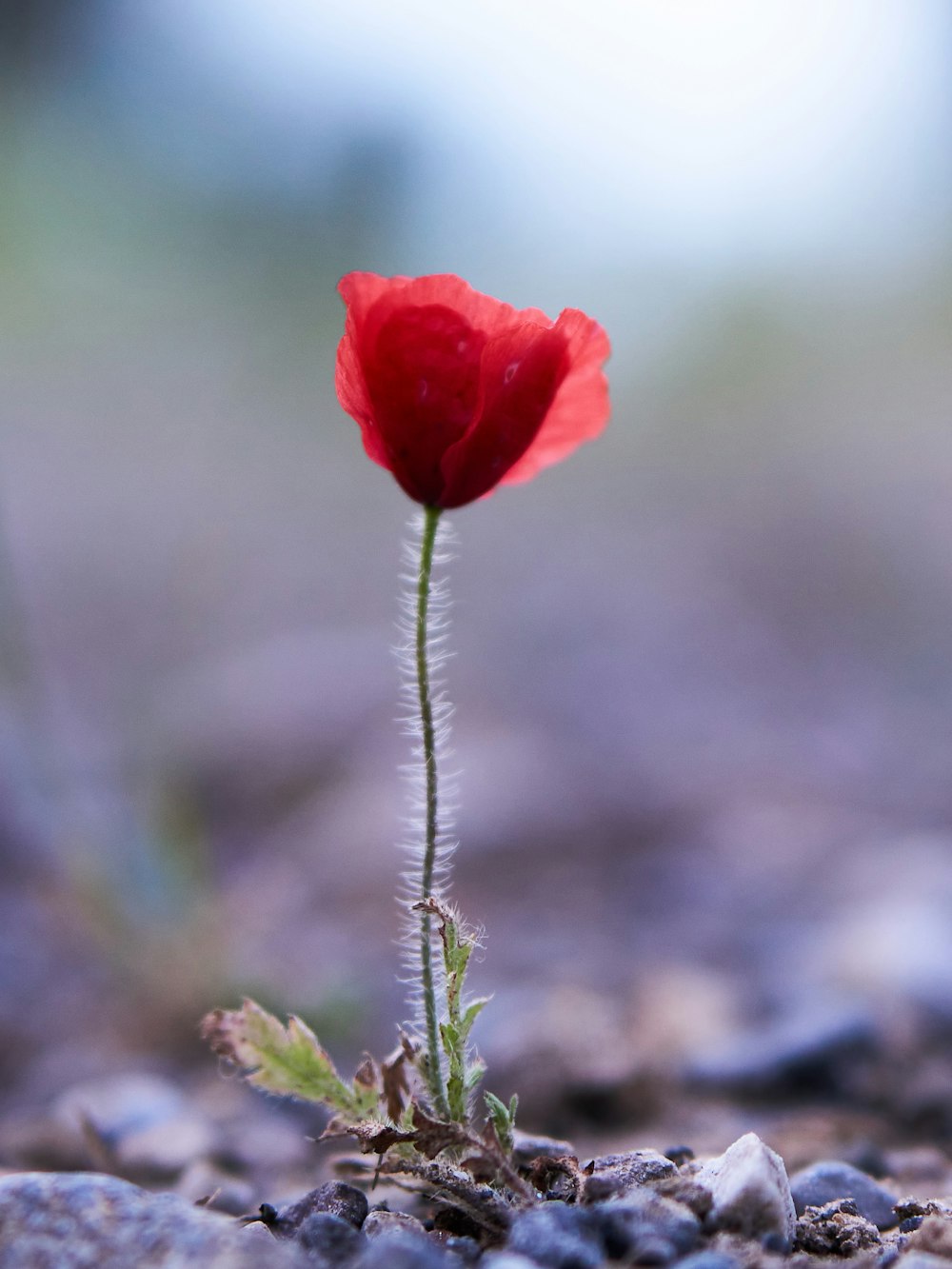 red flower in tilt shift lens