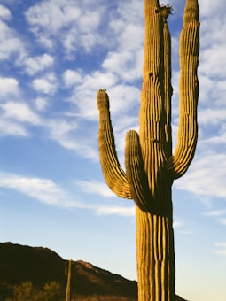 A tall, prominent saguaro cactus stands against a backdrop of a partly cloudy sky. The cactus is vibrant green with distinct ribbed patterns and multiple arms extending outward. In the background, low-lying hills and scattered vegetation are visible, under a sky that transitions from blue to soft white clouds.