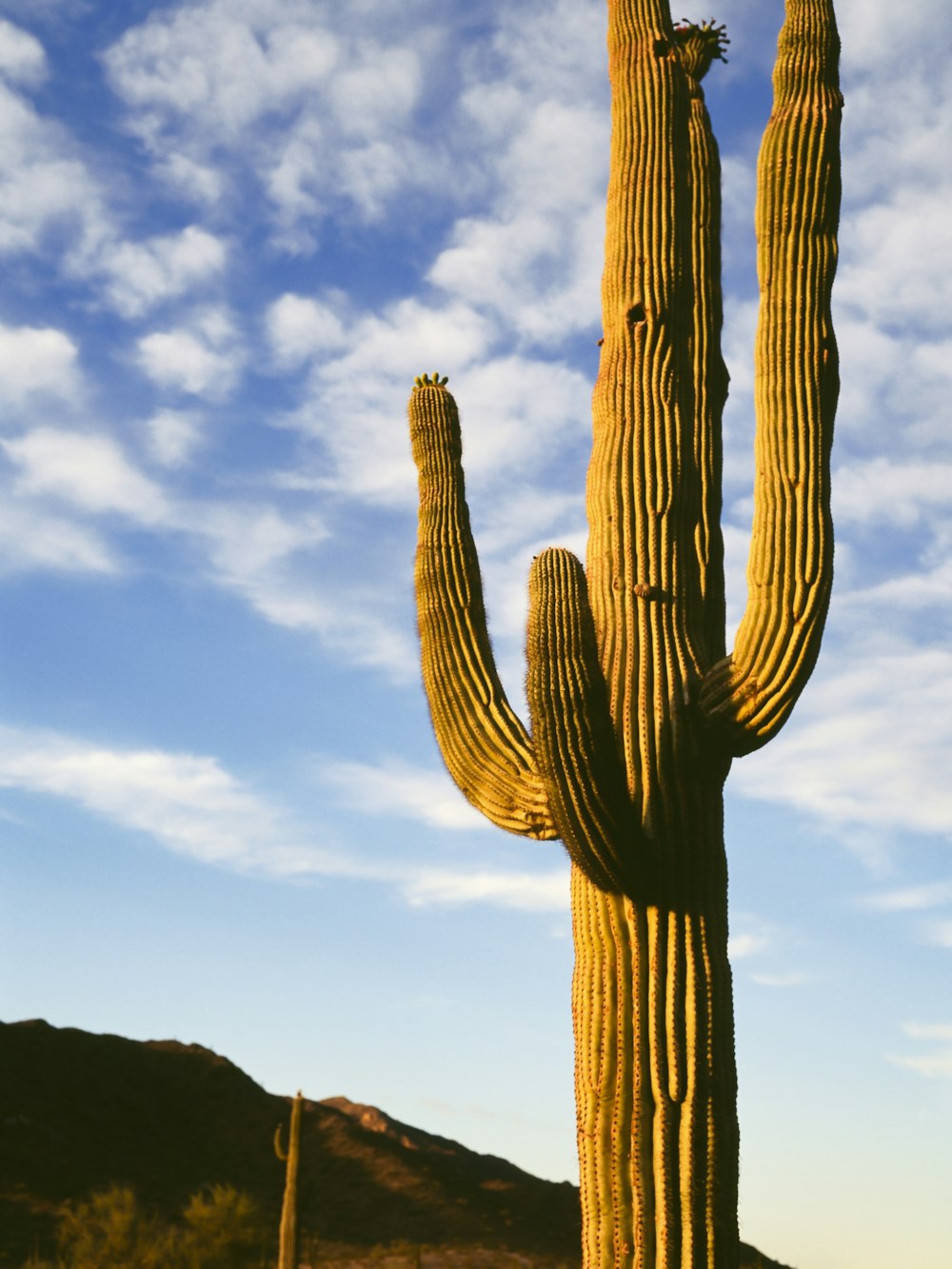 Cactus marrone sul campo di erba verde durante il giorno