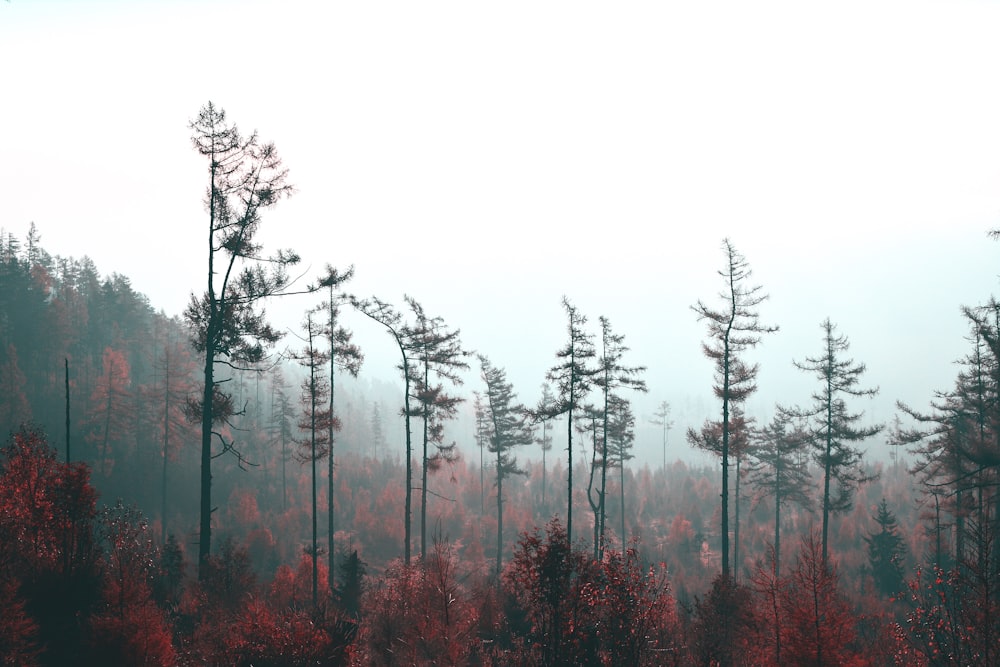 red and green trees under white sky during daytime