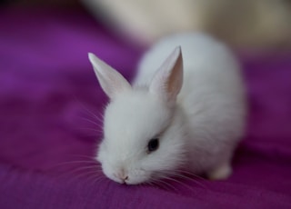 white rabbit on pink textile