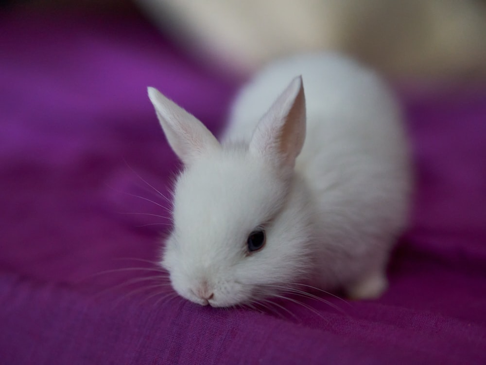 lapin blanc sur textile rose