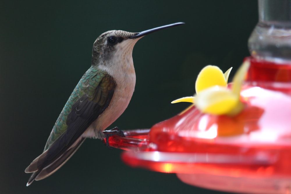 green and black humming bird