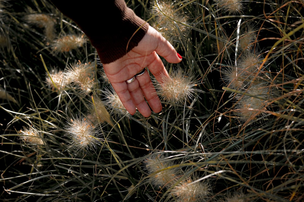 person holding white dandelion flower