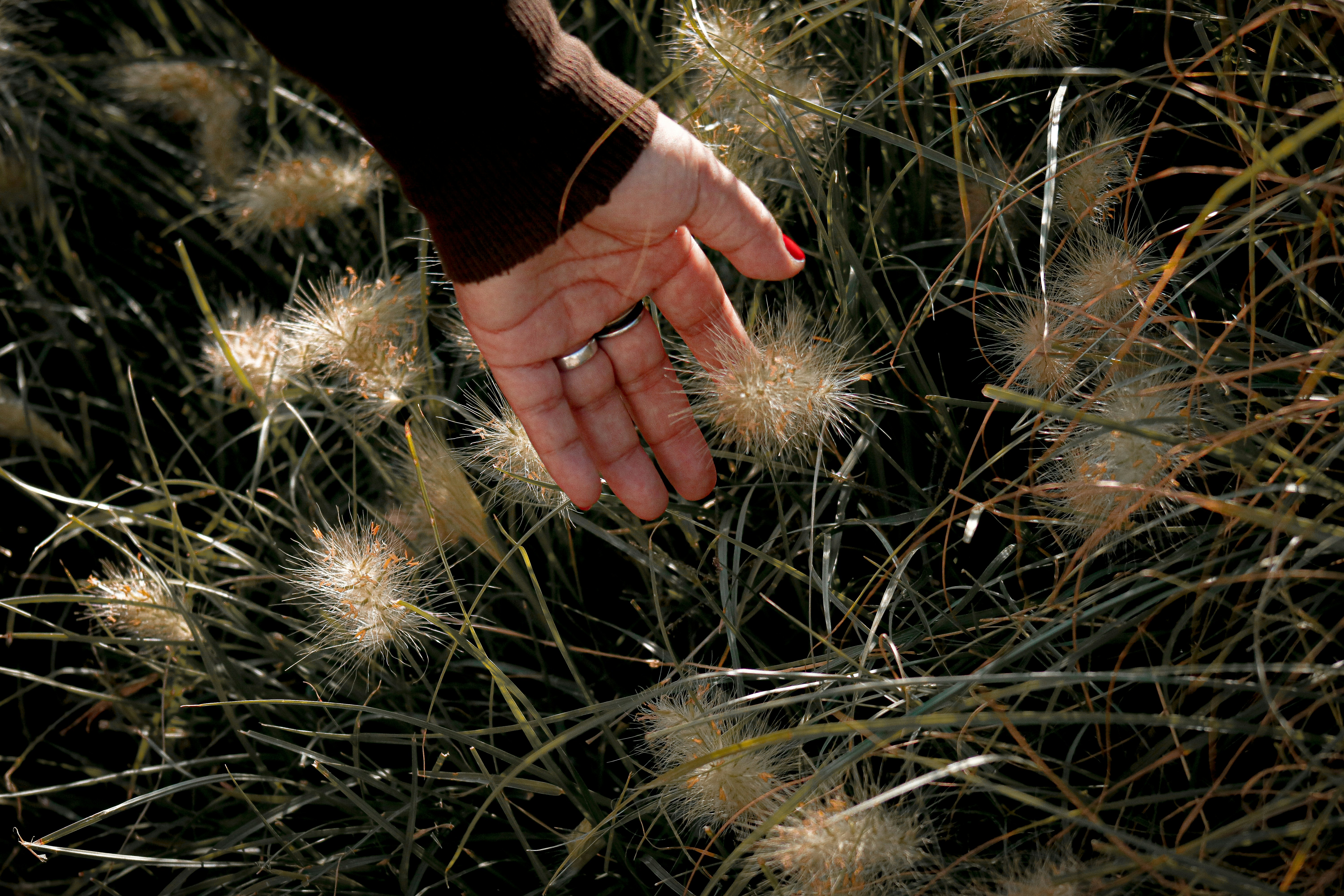 person holding white dandelion flower