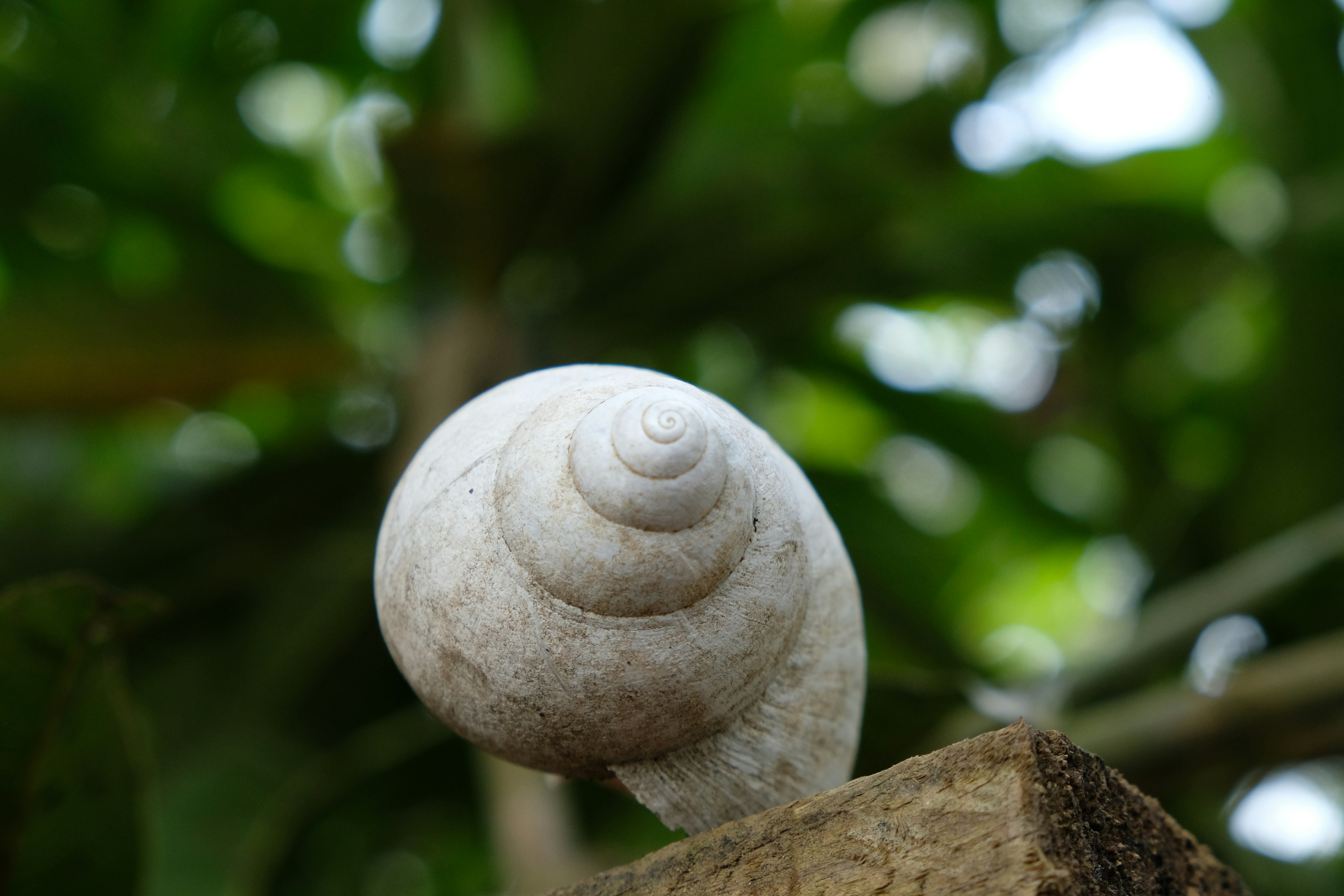 Koforidua, Ghana - Snail Shell Bokeh