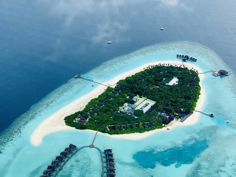 aerial view of green trees near body of water during daytime