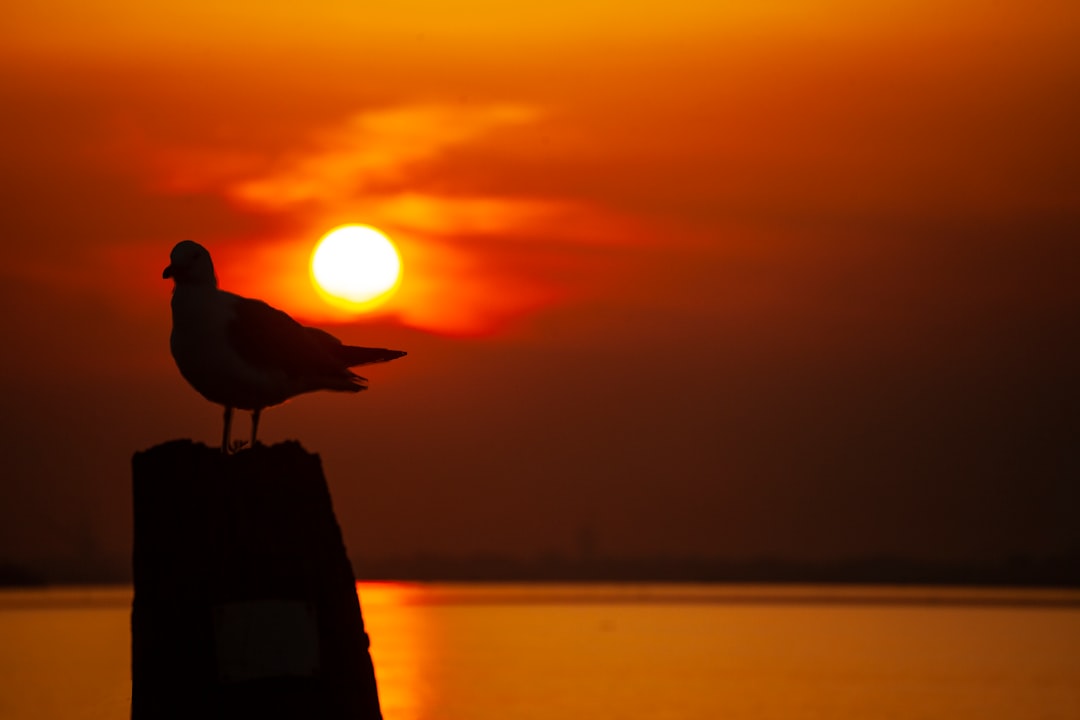 silhouette of bird on rock during sunset