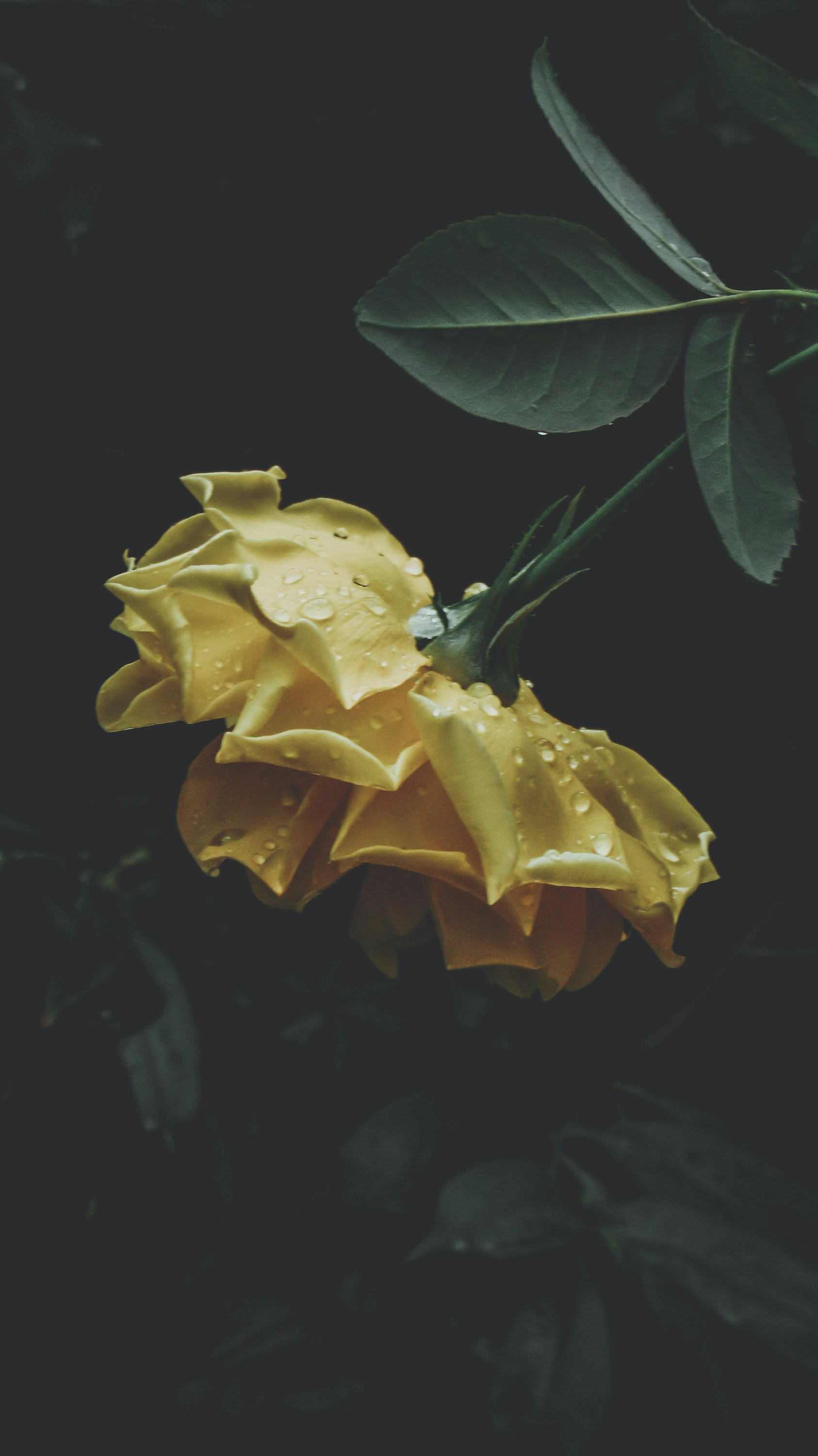 Photo by lucasvphotos