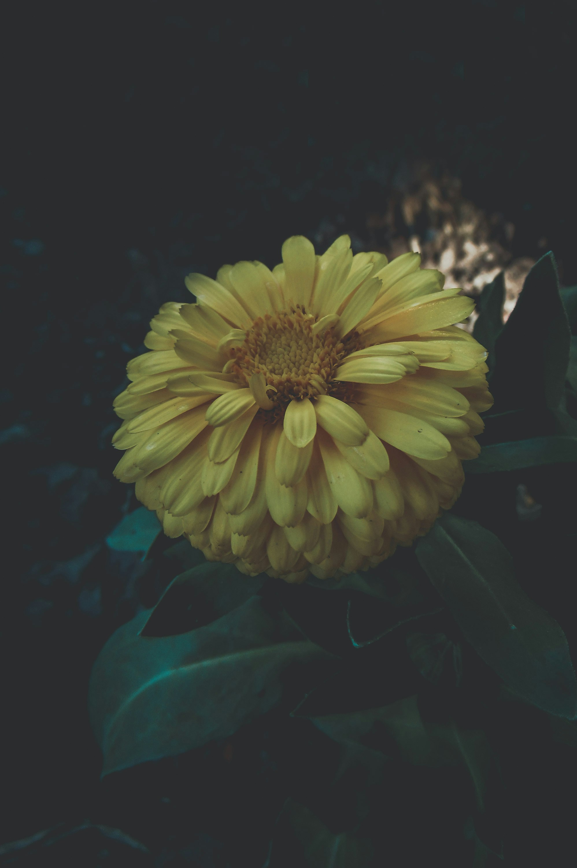 Photo by lucasvphotos