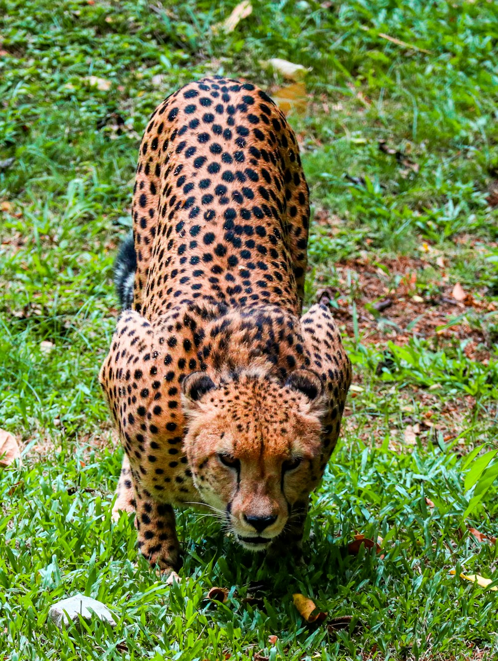 brown and black cheetah on green grass field during daytime