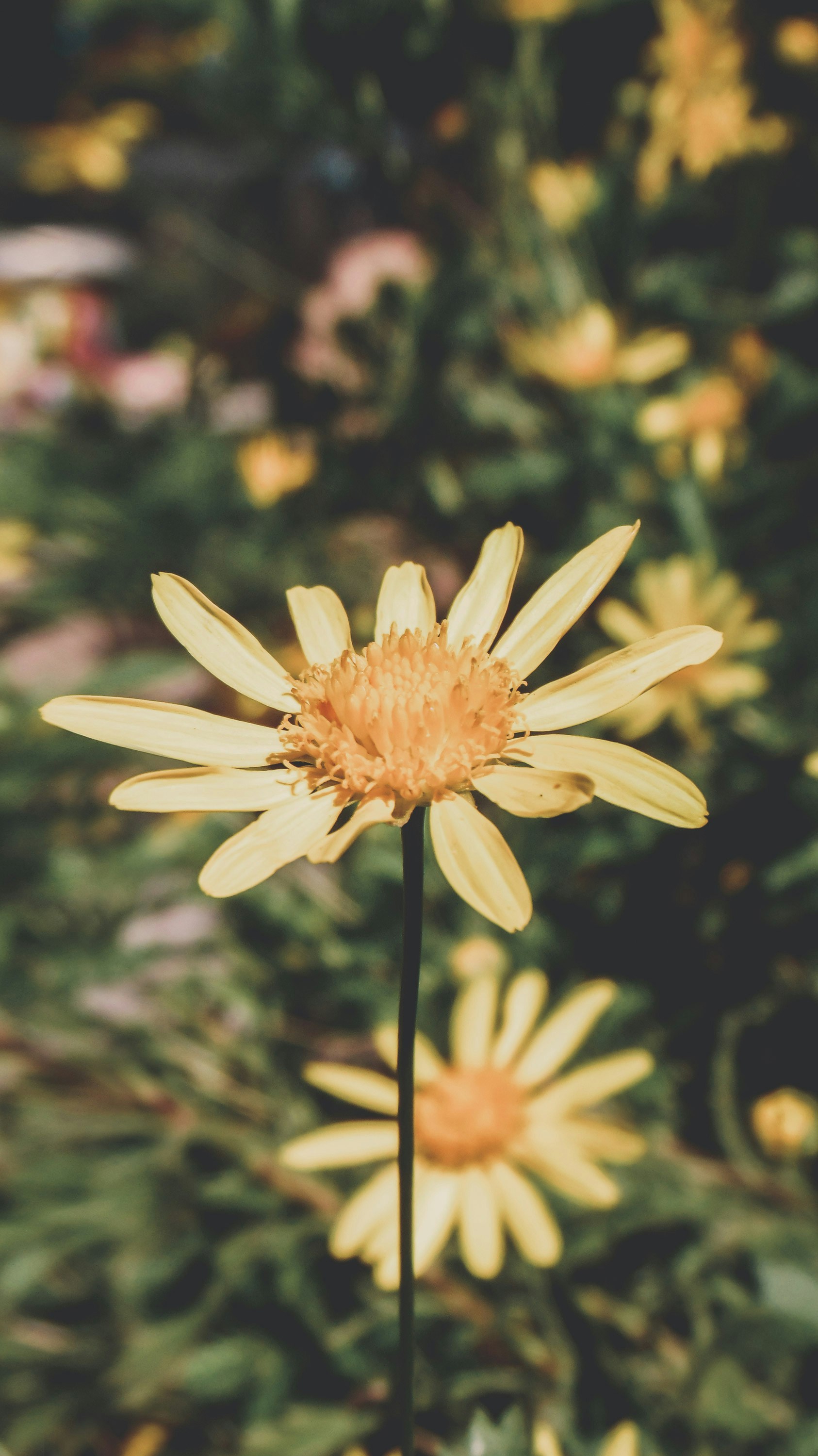 Photo by lucasvphotos