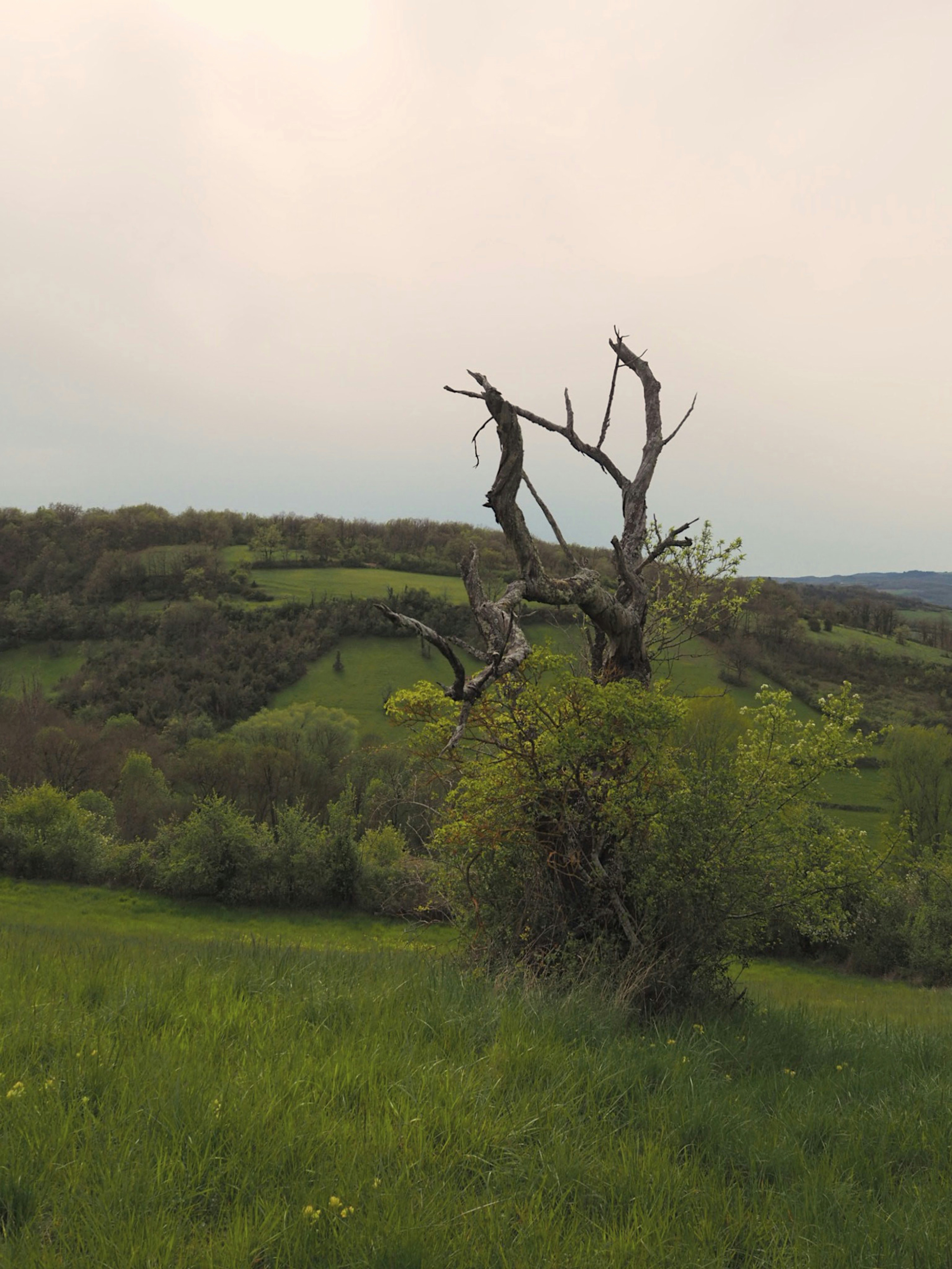 Campo de hierba verde con árboles durante el día