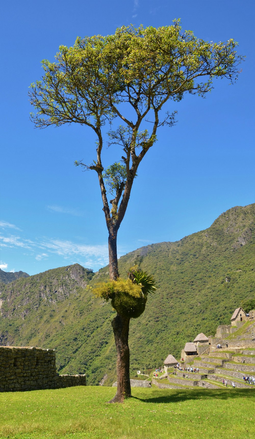 Árbol verde en la colina durante el día