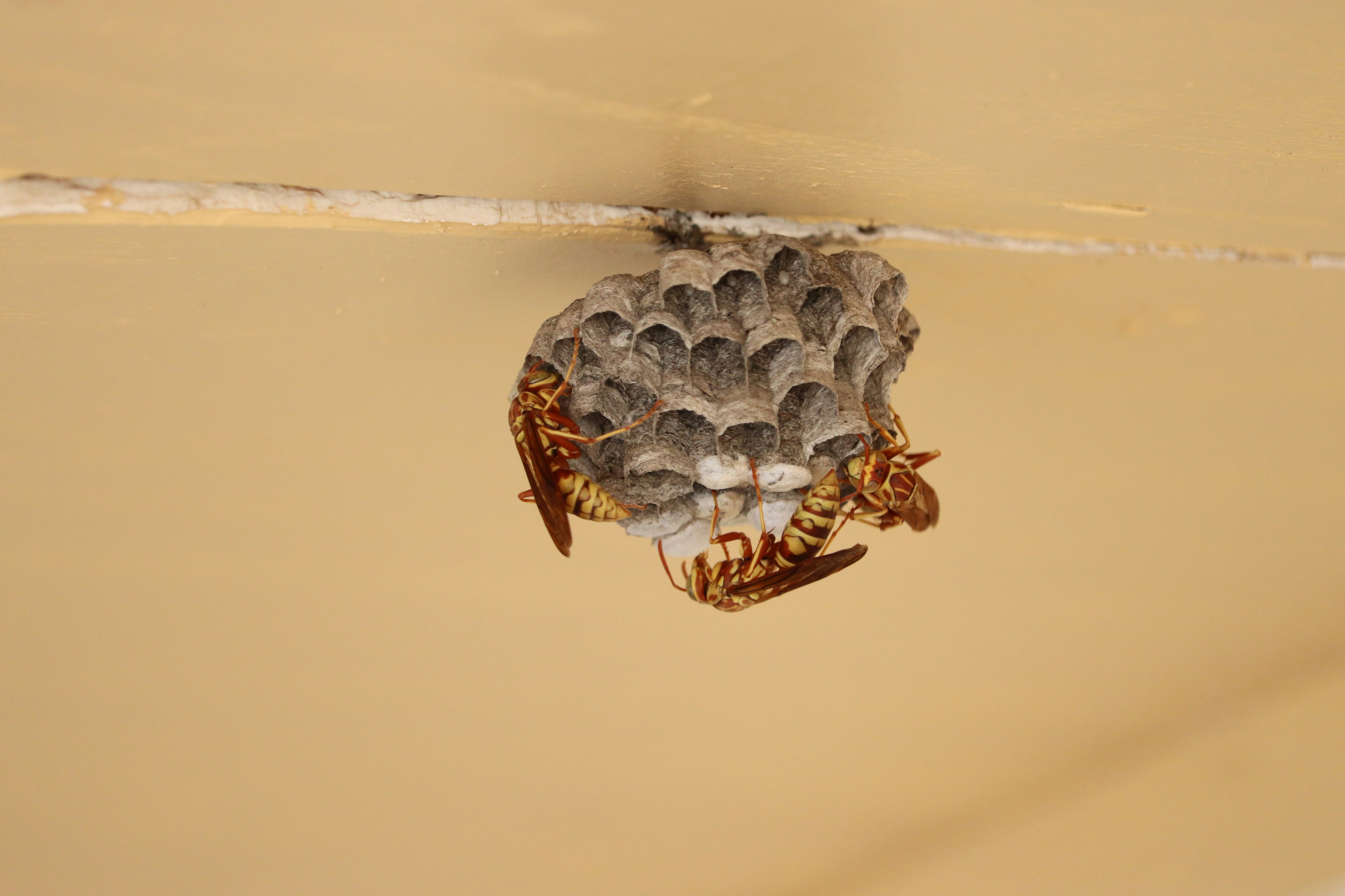 wasp pest control