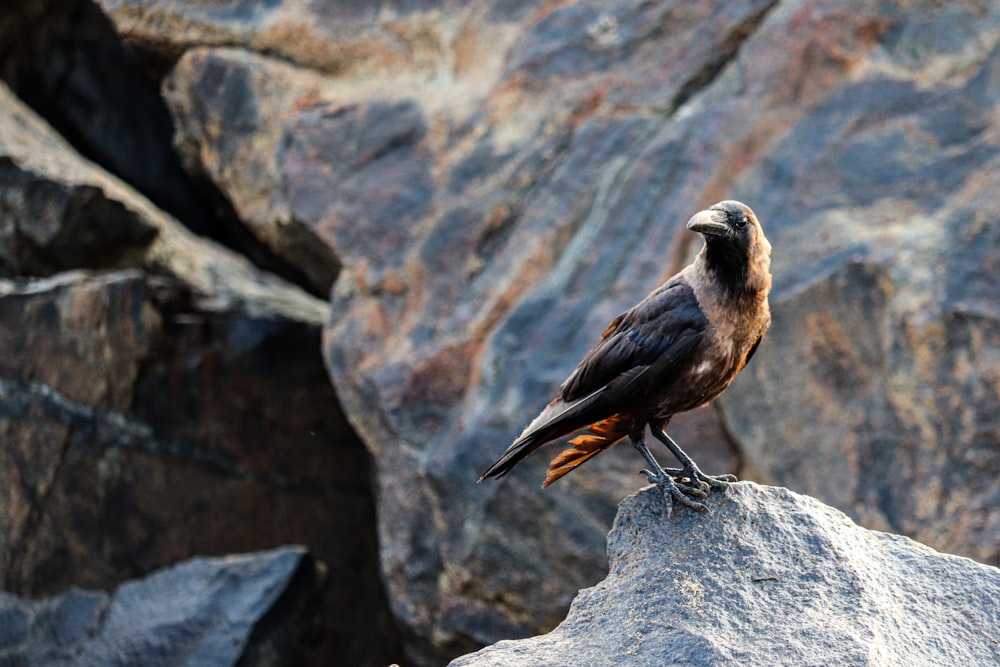 black bird on gray rock