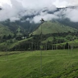 Coigüe trees towering over a serene landscape.