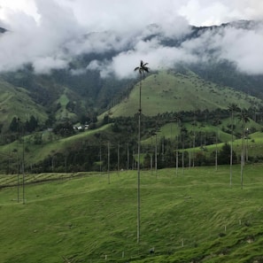 Coigüe trees towering over a serene landscape.