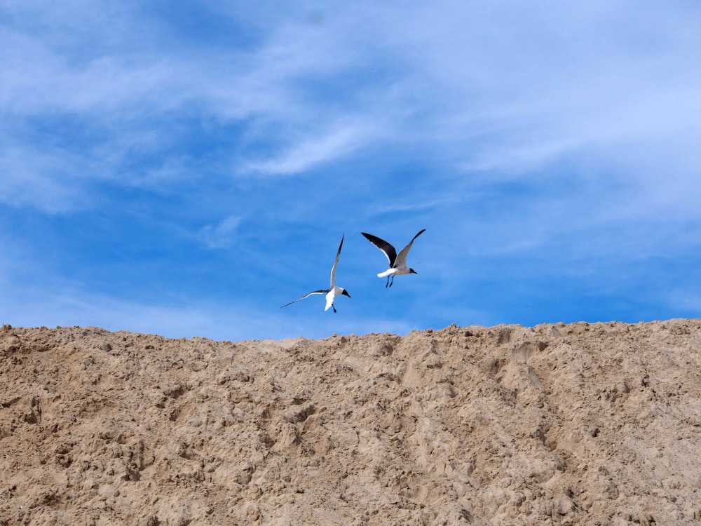 white bird flying over brown rocky mountain under blue sky during daytime