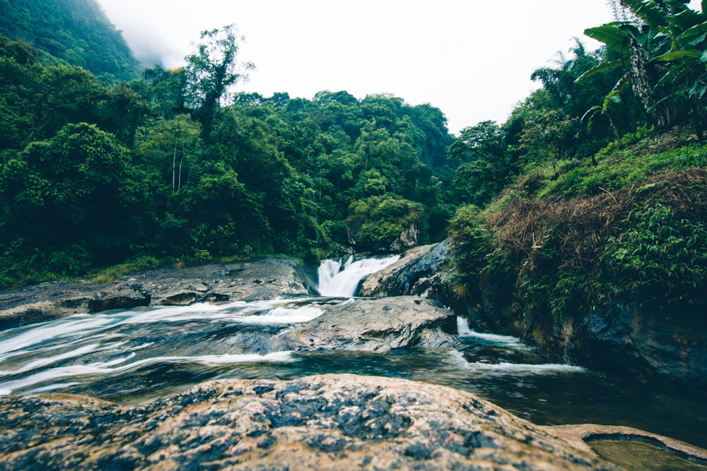 river between green trees under white sky during daytime