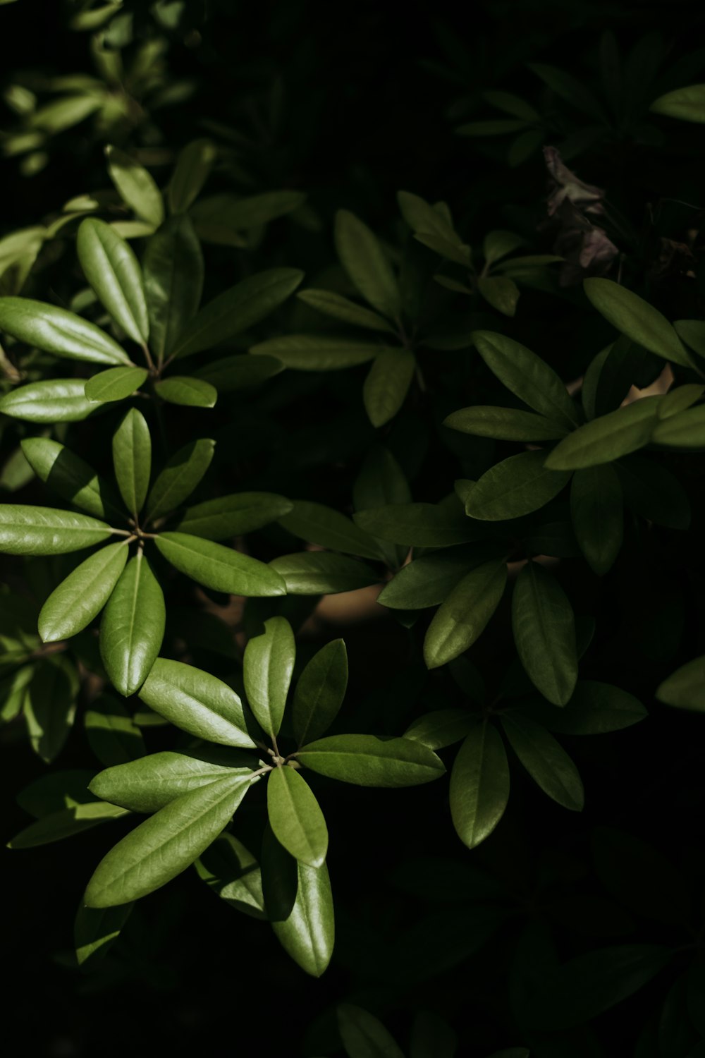 green leaves with water droplets