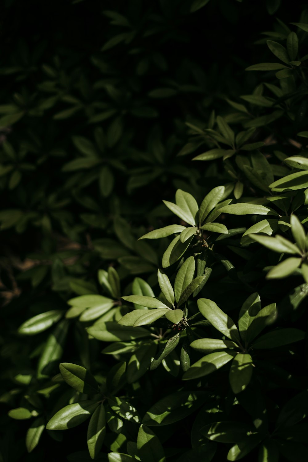 green leaves plant in close up photography