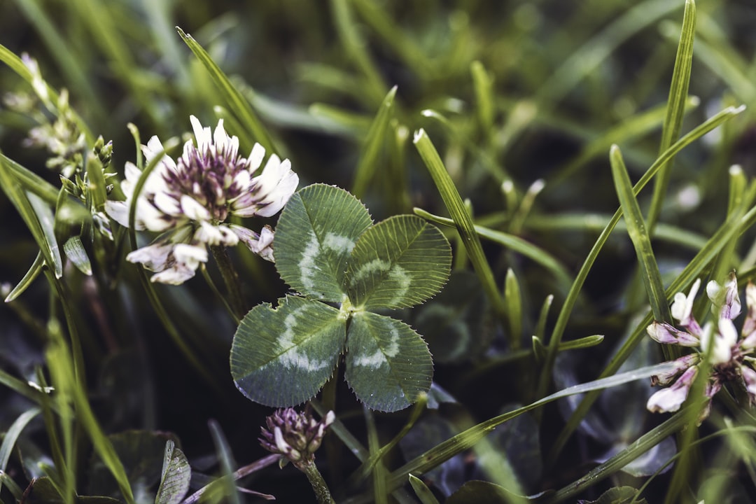 purple and white flower in tilt shift lens, A Lucky four leaf clover next to a clover bloom